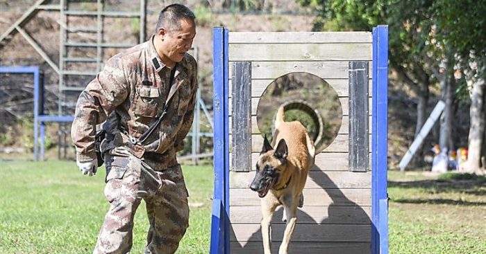 警犬练兵 又帅又勇